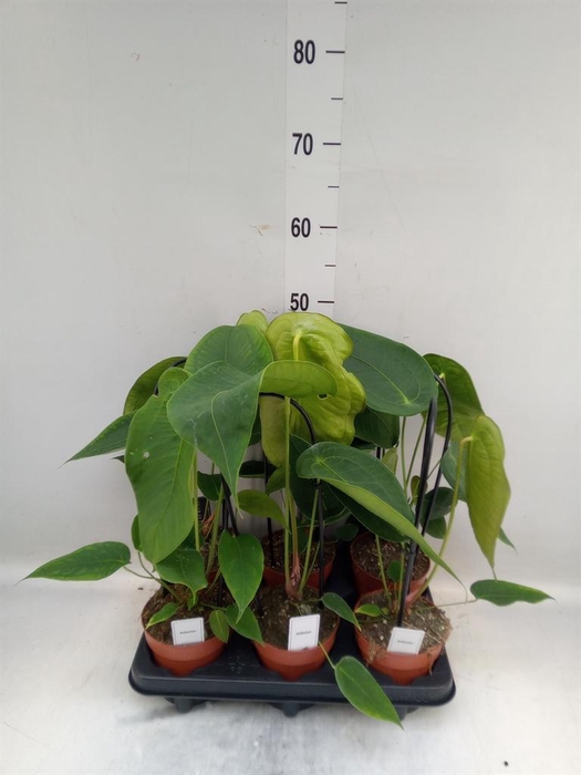 <h4>Anthurium   ...</h4>