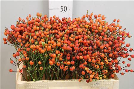 <h4>Rosa Mag Miracle</h4>