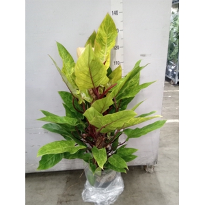 Philodendron   ...