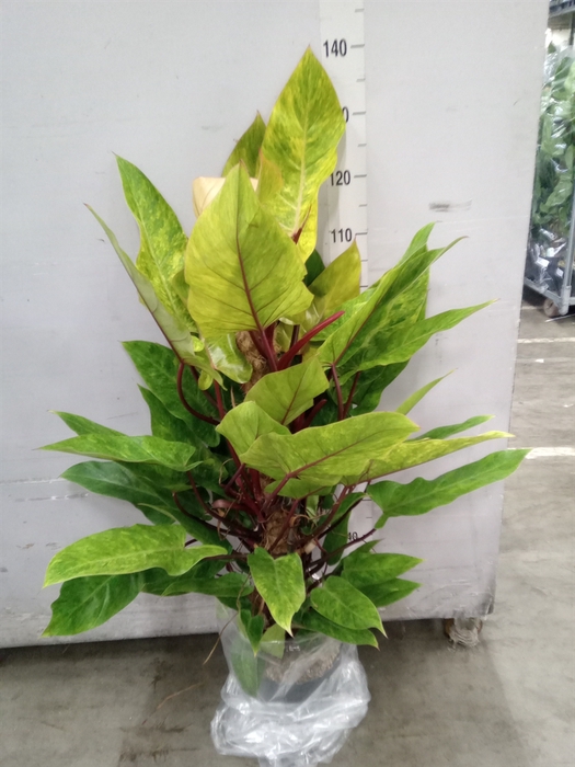 <h4>Philodendron   ...</h4>