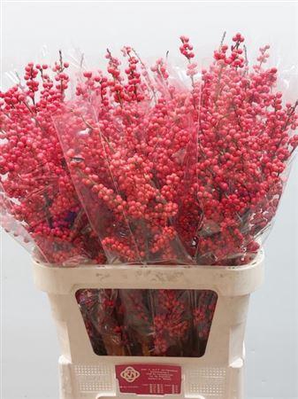 <h4>Ilex Ve Rode Bes</h4>