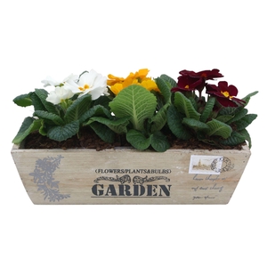 Primula kistje gemengd 304