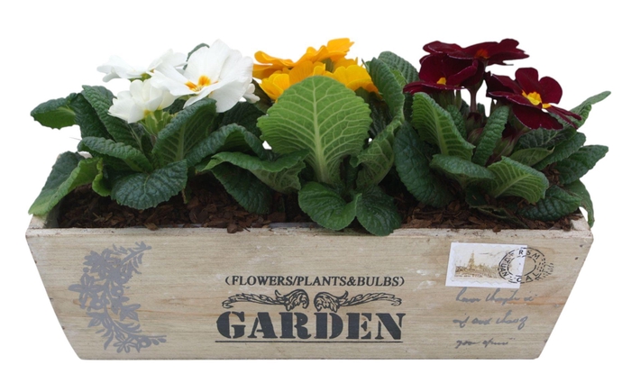 <h4>Primula kistje gemengd 304</h4>