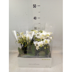 Phalaenopsis multi.   ...white