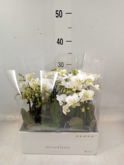 <h4>Phalaenopsis multi.   ...white</h4>