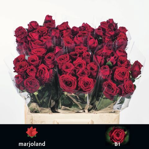 <h4>R Gr Red Naomi Marjoland B1</h4>
