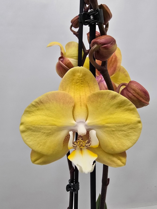 <h4>Limited 52 week 8</h4>