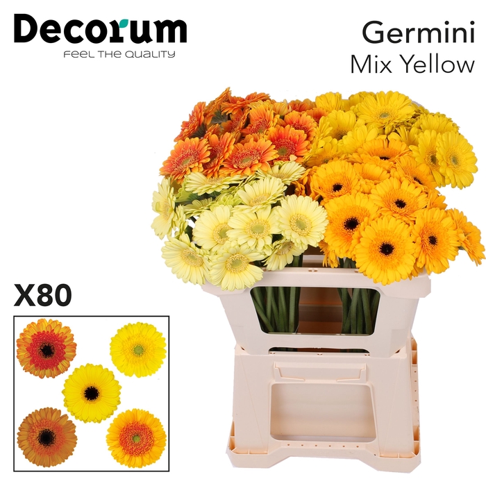 Germini Mix Geel Water