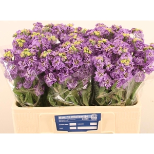 MATTH IMPALA LAVENDE