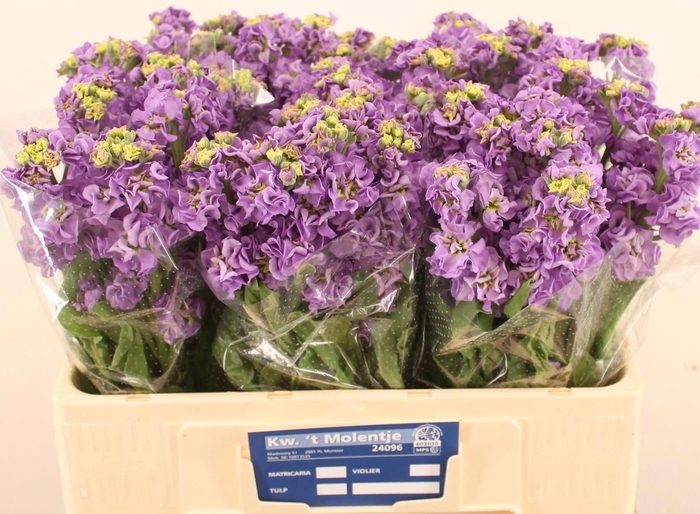 <h4>MATTH IMPALA LAVENDE</h4>
