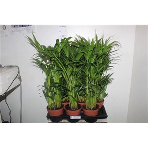 Dypsis Lutescens 20pp