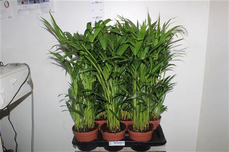 <h4>Dypsis Lutescens 20pp</h4>