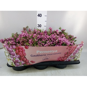 Gaultheria mucronata
