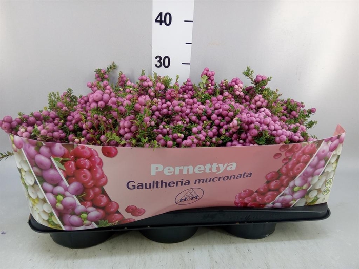 <h4>Gaultheria mucronata</h4>