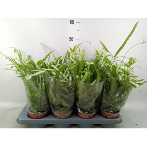 Pteris cretica 'Albolineata'