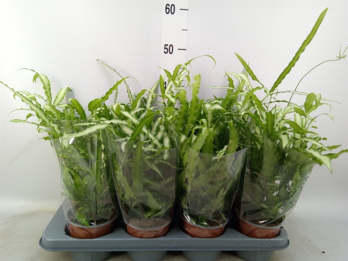 <h4>Pteris cretica 'Albolineata'</h4>
