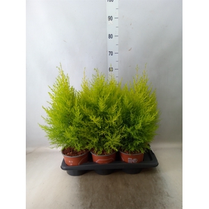 Cupressus macro. 'Goldcrest Wilma'