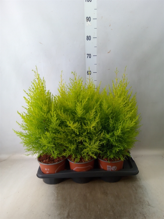 <h4>Cupressus macro. 'Goldcrest Wilma'</h4>