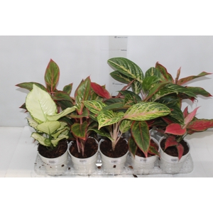 AGLAONEMA VARIADA P12