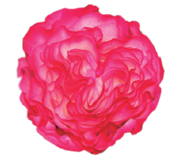 <h4>R Gr Enchantment Bicolor Pink 50cm EC</h4>