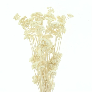 Dried Achillea White Bleached