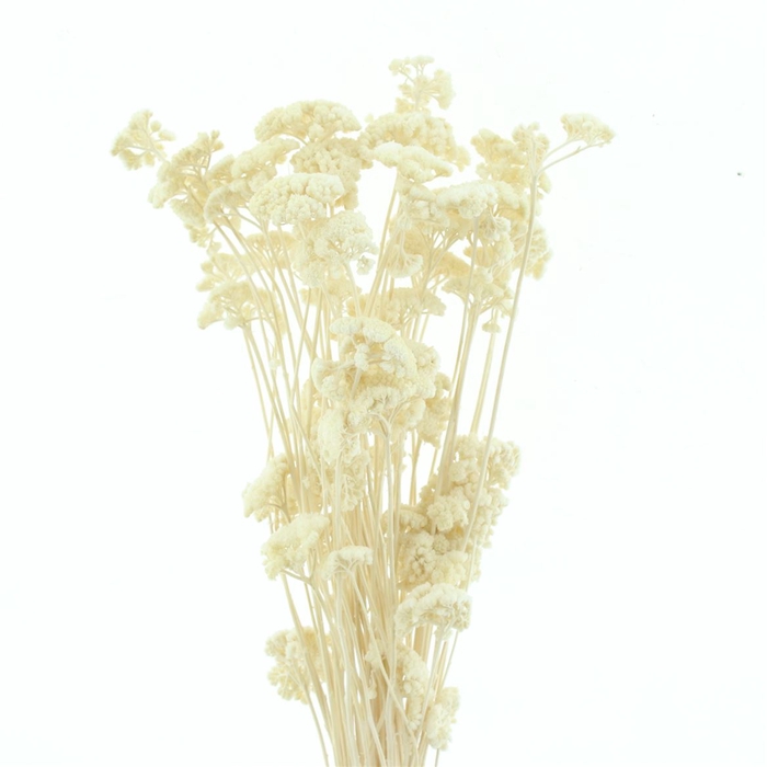 <h4>Dried Achillea White Bleached</h4>