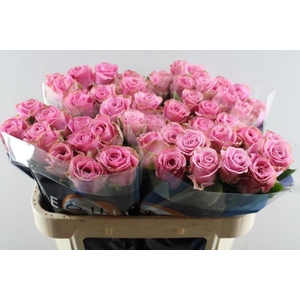 R Gr Renaissance L 70