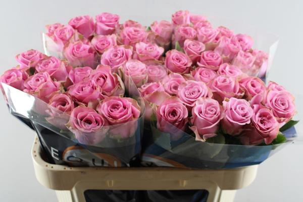 <h4>R Gr Renaissance L 70</h4>