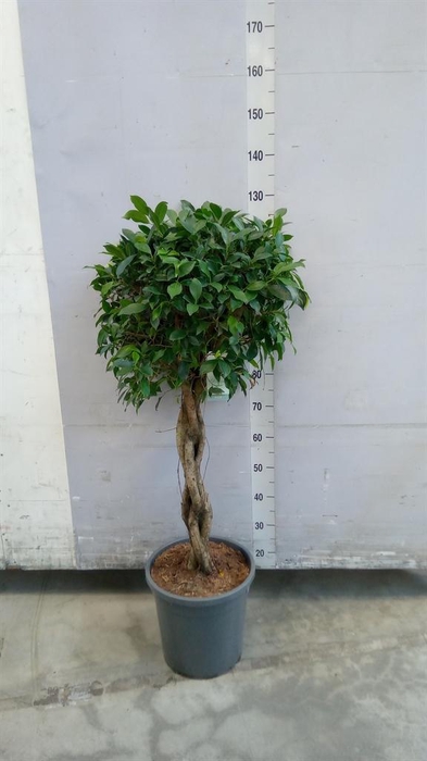 <h4>Ficus ...</h4>