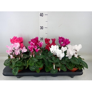 Cyclamen MD 'Allure'