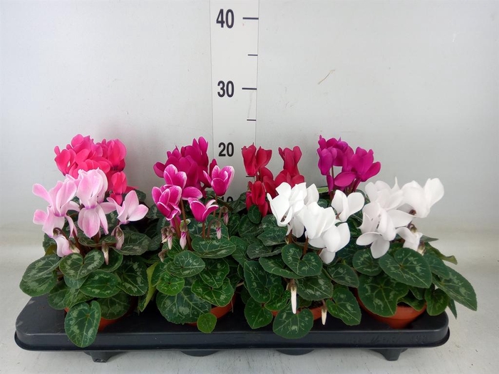 <h4>Cyclamen MD 'Allure'</h4>