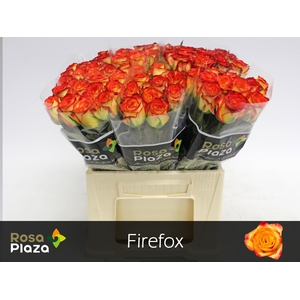 R GR FIREFOX
