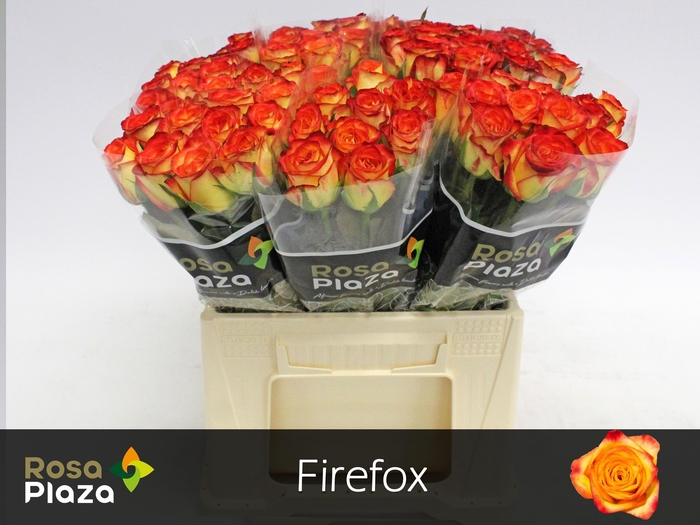 <h4>R GR FIREFOX</h4>