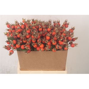 Rosa Pumpkin Orange