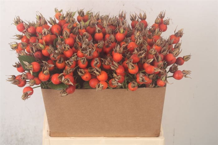 <h4>Rosa Pumpkin Orange</h4>