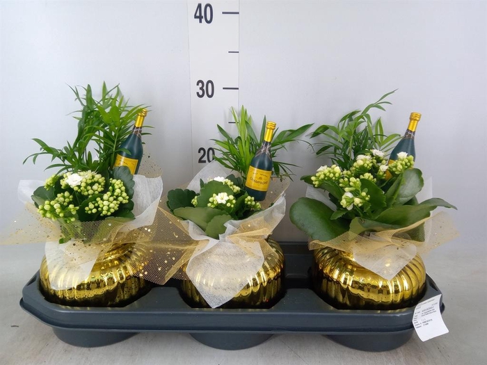 <h4>Arr.    Planten  L%</h4>