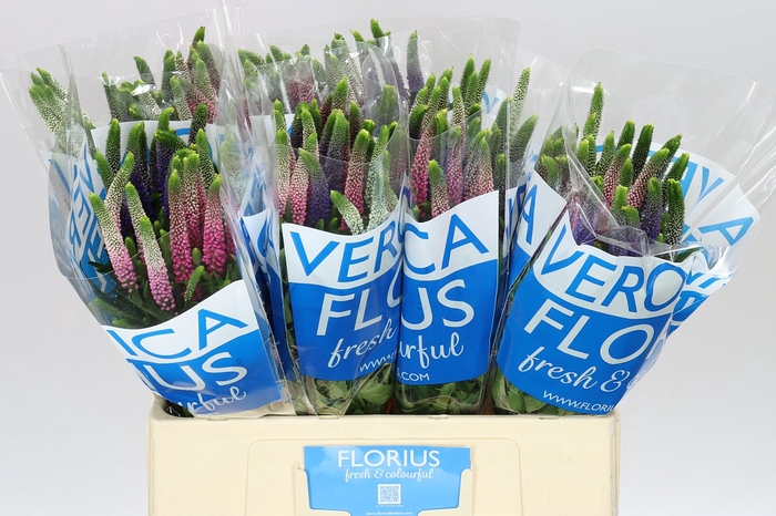 <h4>Veronica Colour Mix X 25</h4>