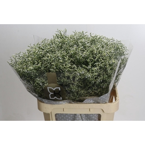 Limonium sinensis Clear Diamond