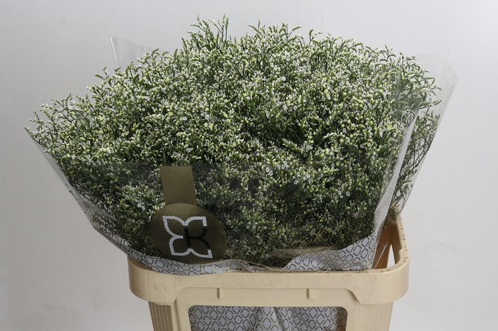 Limonium sinensis Clear Diamond