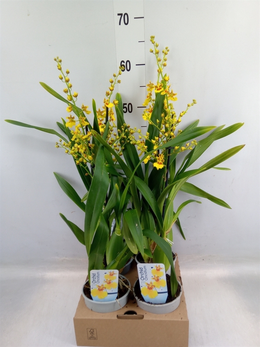 <h4>Oncidium   ...</h4>