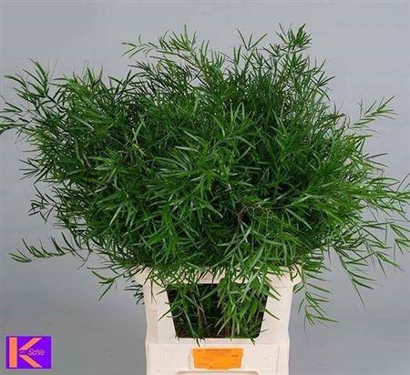 <h4>Asp Falcatus</h4>