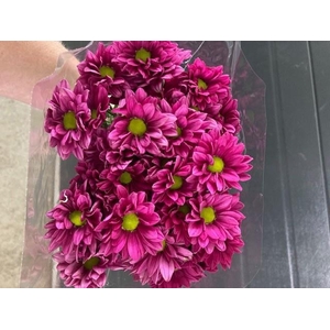 CHR T PURPLE STAR