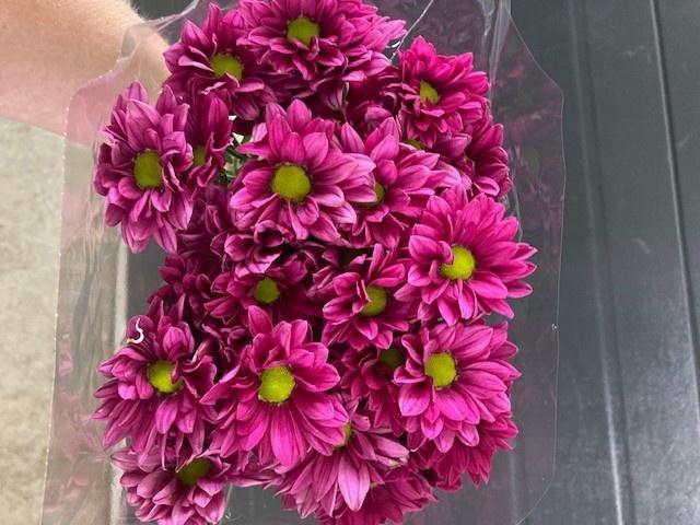<h4>CHR T PURPLE STAR</h4>