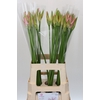 Nerine Vesta K