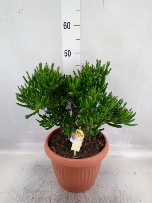 <h4>Crassula ovata 'Horn Tree'</h4>