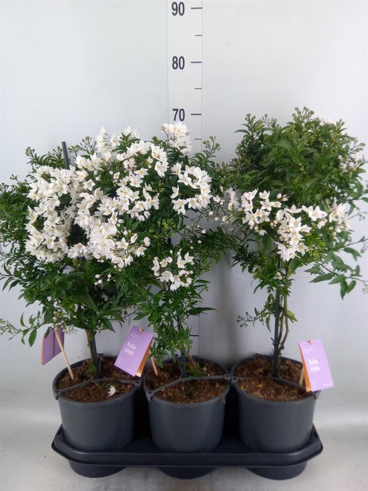 <h4>Solanum jasminoides</h4>