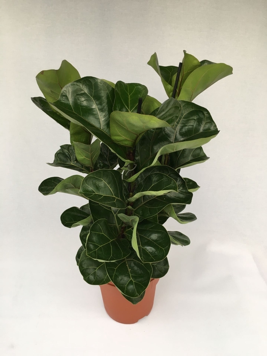 <h4>Ficus Bambino</h4>