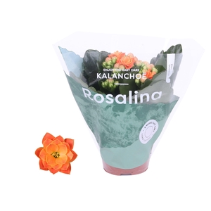 Kalanchoe blossfeldiana Rosalina Do