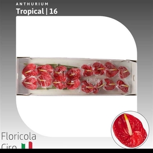 ANTH A TROPICAL