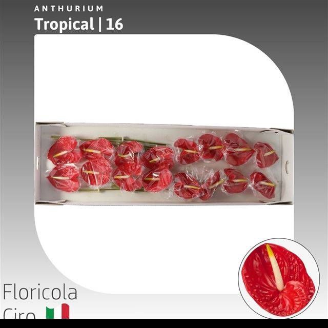 <h4>ANTH A TROPICAL</h4>